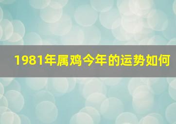 1981年属鸡今年的运势如何