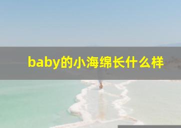 baby的小海绵长什么样