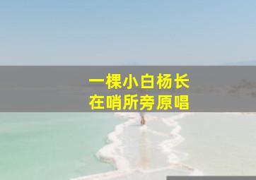 一棵小白杨长在哨所旁原唱