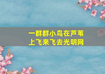 一群群小鸟在芦苇上飞来飞去光明网