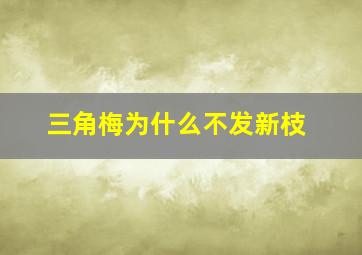 三角梅为什么不发新枝