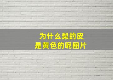 为什么梨的皮是黄色的呢图片