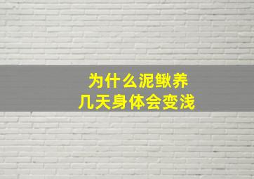 为什么泥鳅养几天身体会变浅