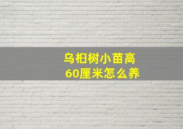 乌桕树小苗高60厘米怎么养