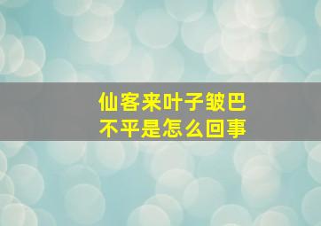 仙客来叶子皱巴不平是怎么回事