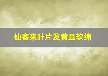 仙客来叶片发黄且软绵