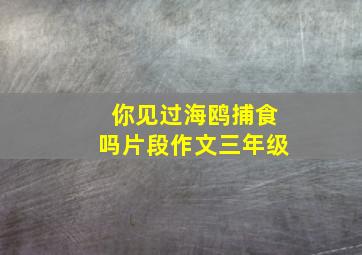 你见过海鸥捕食吗片段作文三年级