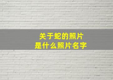 关于蛇的照片是什么照片名字