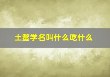 土鳖学名叫什么吃什么