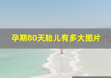 孕期80天胎儿有多大图片