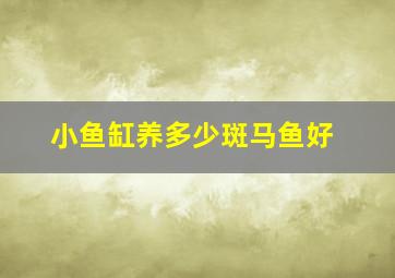 小鱼缸养多少斑马鱼好