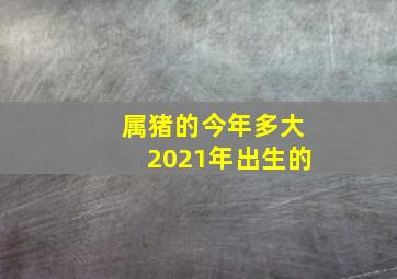 属猪的今年多大2021年出生的