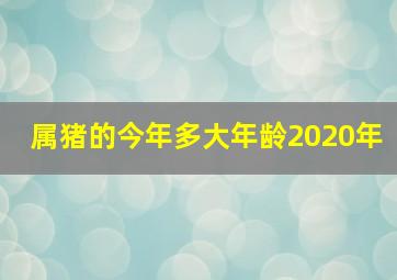 属猪的今年多大年龄2020年