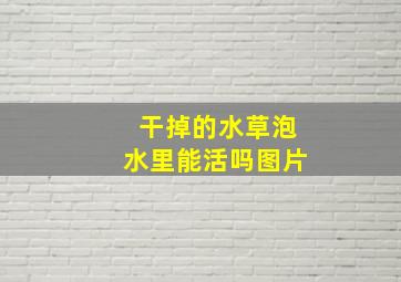 干掉的水草泡水里能活吗图片