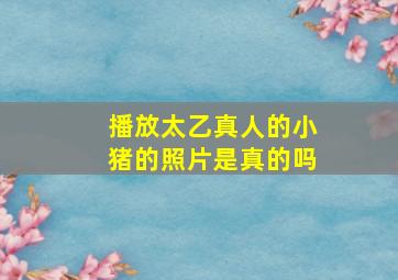 播放太乙真人的小猪的照片是真的吗