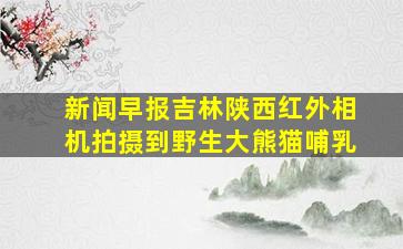 新闻早报吉林陕西红外相机拍摄到野生大熊猫哺乳