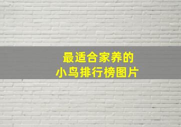 最适合家养的小鸟排行榜图片