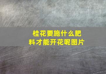 桂花要施什么肥料才能开花呢图片