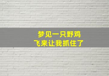 梦见一只野鸡飞来让我抓住了