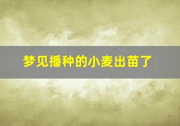 梦见播种的小麦出苗了