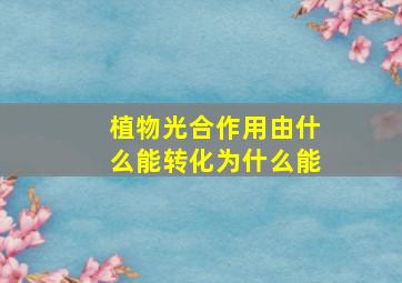 植物光合作用由什么能转化为什么能