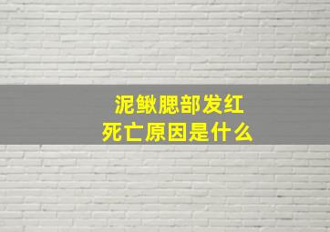 泥鳅腮部发红死亡原因是什么