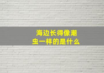 海边长得像潮虫一样的是什么