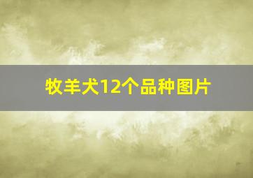 牧羊犬12个品种图片