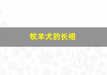 牧羊犬的长相