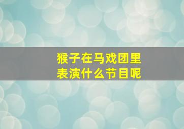 猴子在马戏团里表演什么节目呢