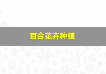 百合花卉种植