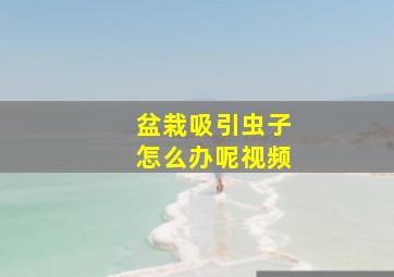 盆栽吸引虫子怎么办呢视频