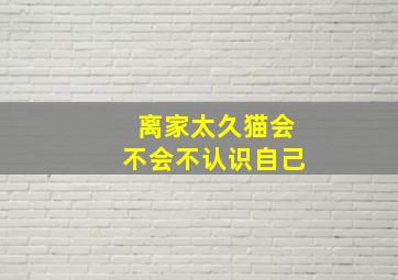 离家太久猫会不会不认识自己