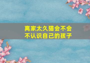 离家太久猫会不会不认识自己的孩子