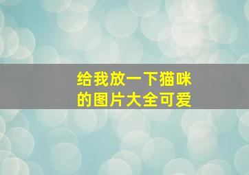 给我放一下猫咪的图片大全可爱