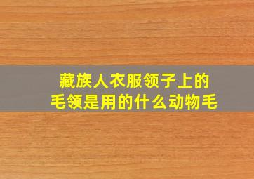 藏族人衣服领子上的毛领是用的什么动物毛