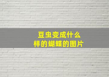 豆虫变成什么样的蝴蝶的图片